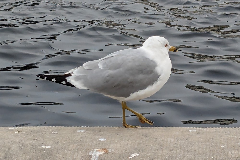 Ring-billed Gull - ML631518863