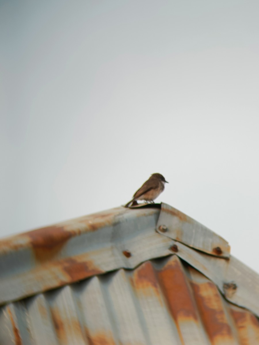Swamp Flycatcher - ML631518967
