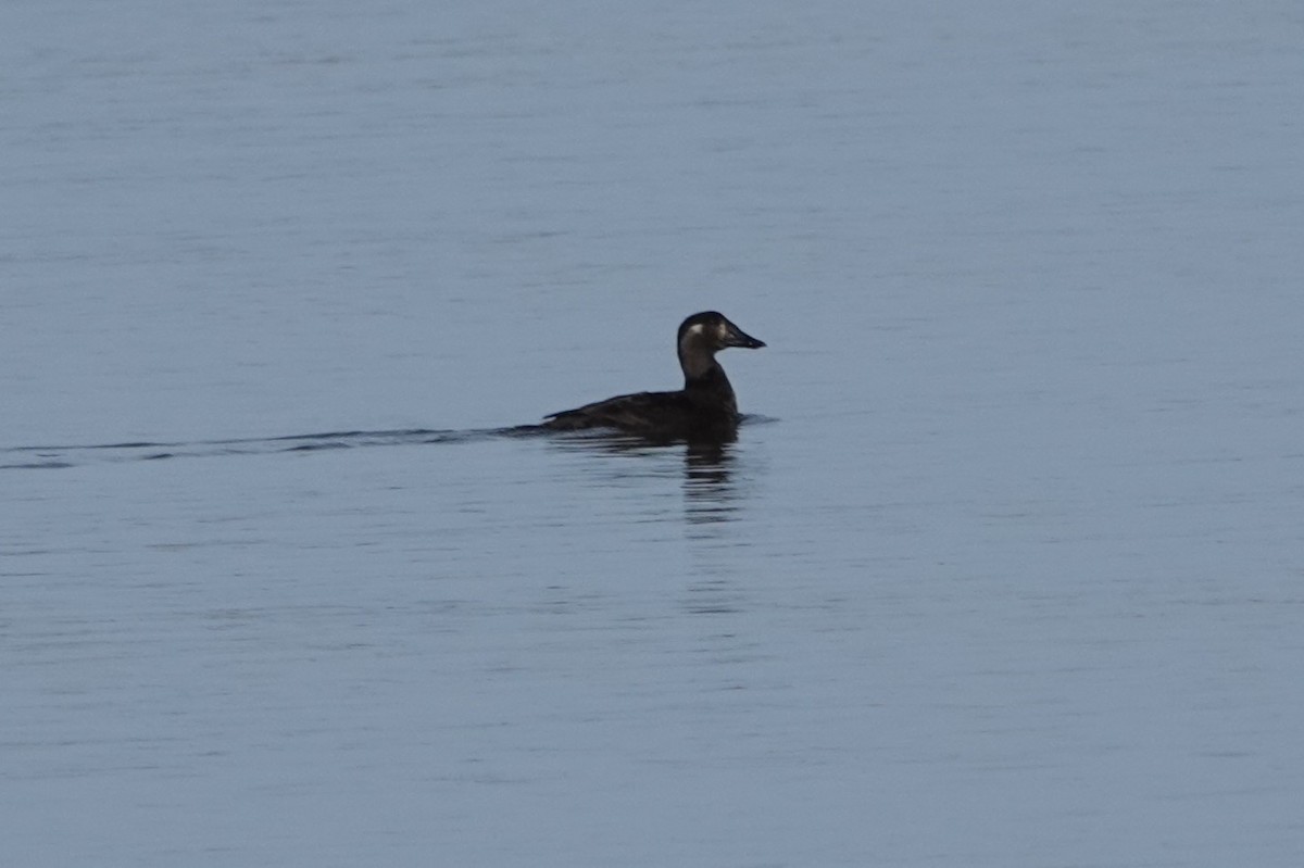 Surf Scoter - ML631518969