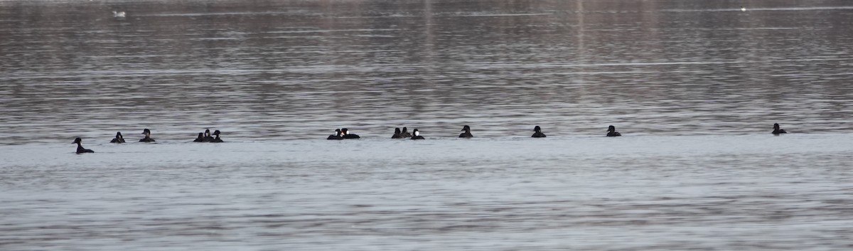 Surf Scoter - ML631518987