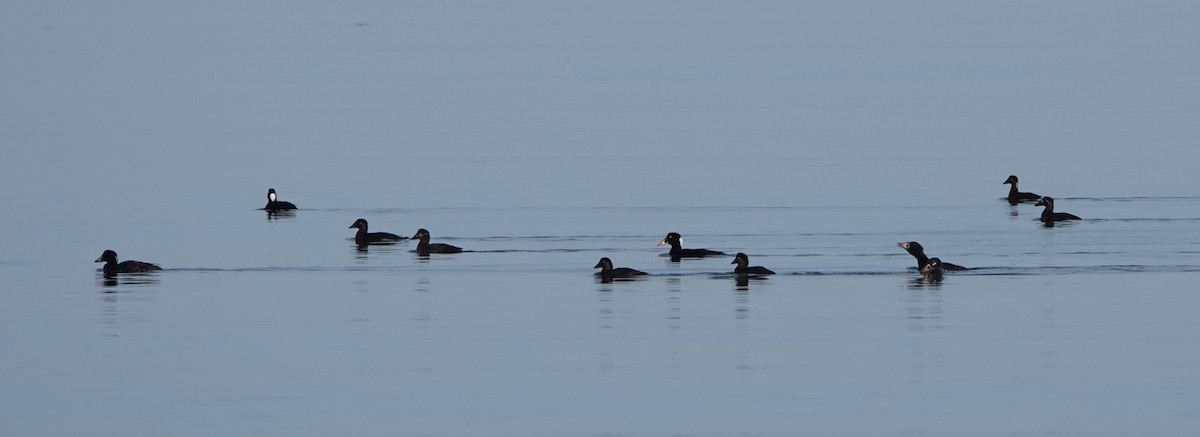 Surf Scoter - ML631518997
