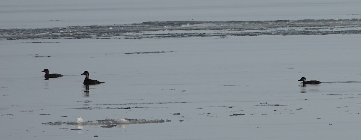 Black Scoter - ML631519014