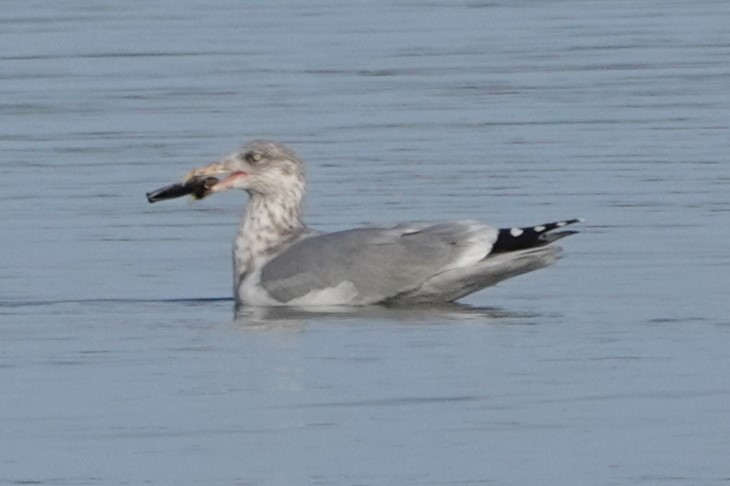 American Herring Gull - ML631519027