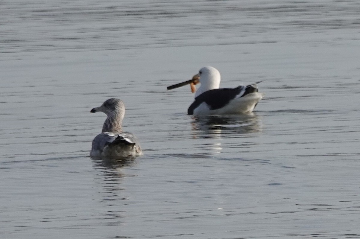 Great Black-backed Gull - ML631519075