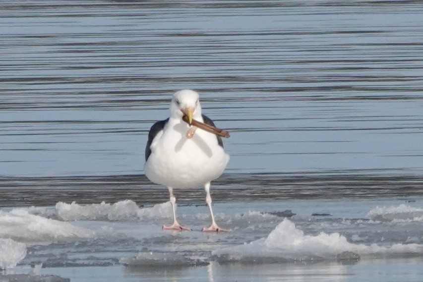 Great Black-backed Gull - ML631519082