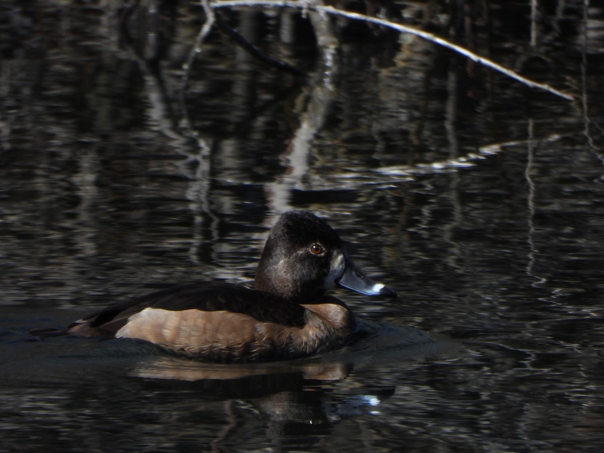 Ring-necked Duck - ML631519299