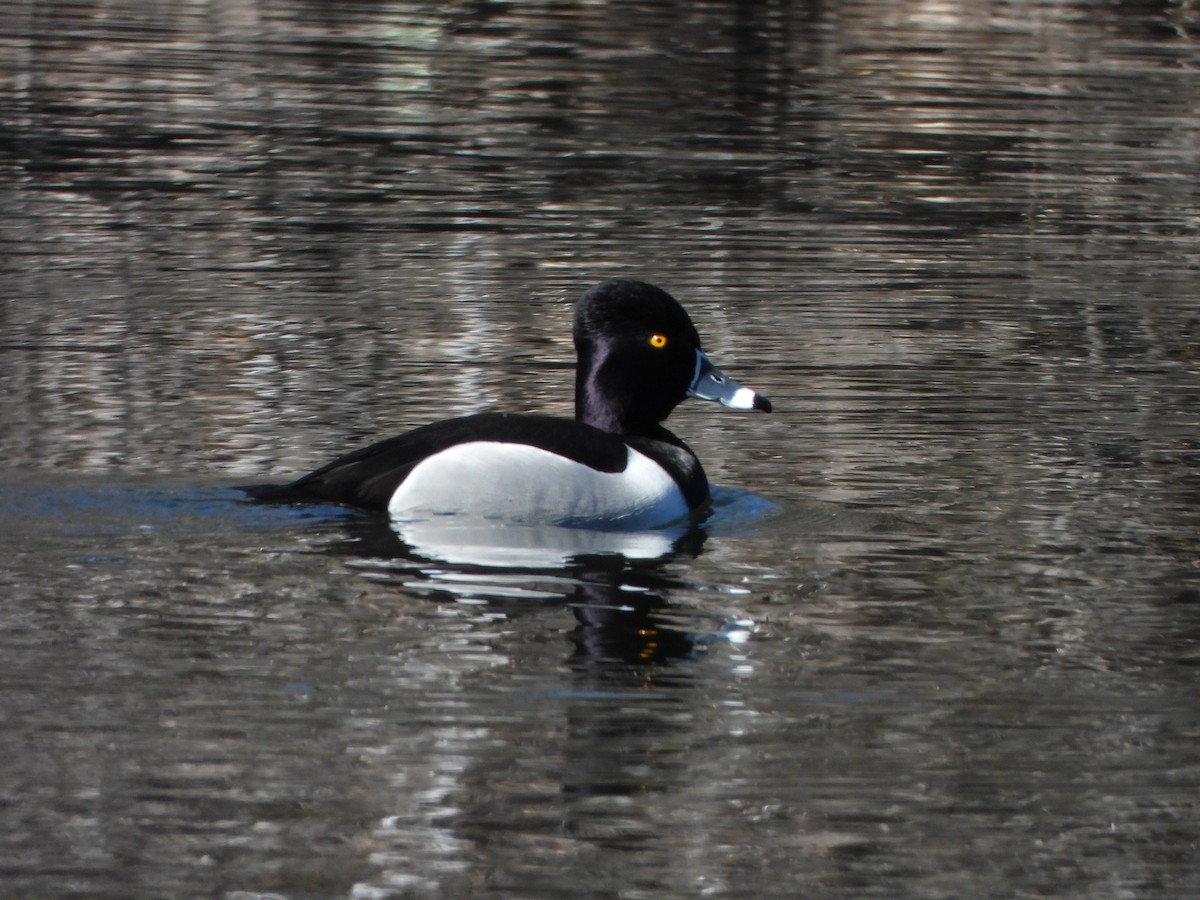 Ring-necked Duck - ML631519300