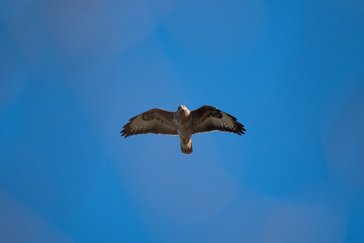 Common Buzzard - ML631519323