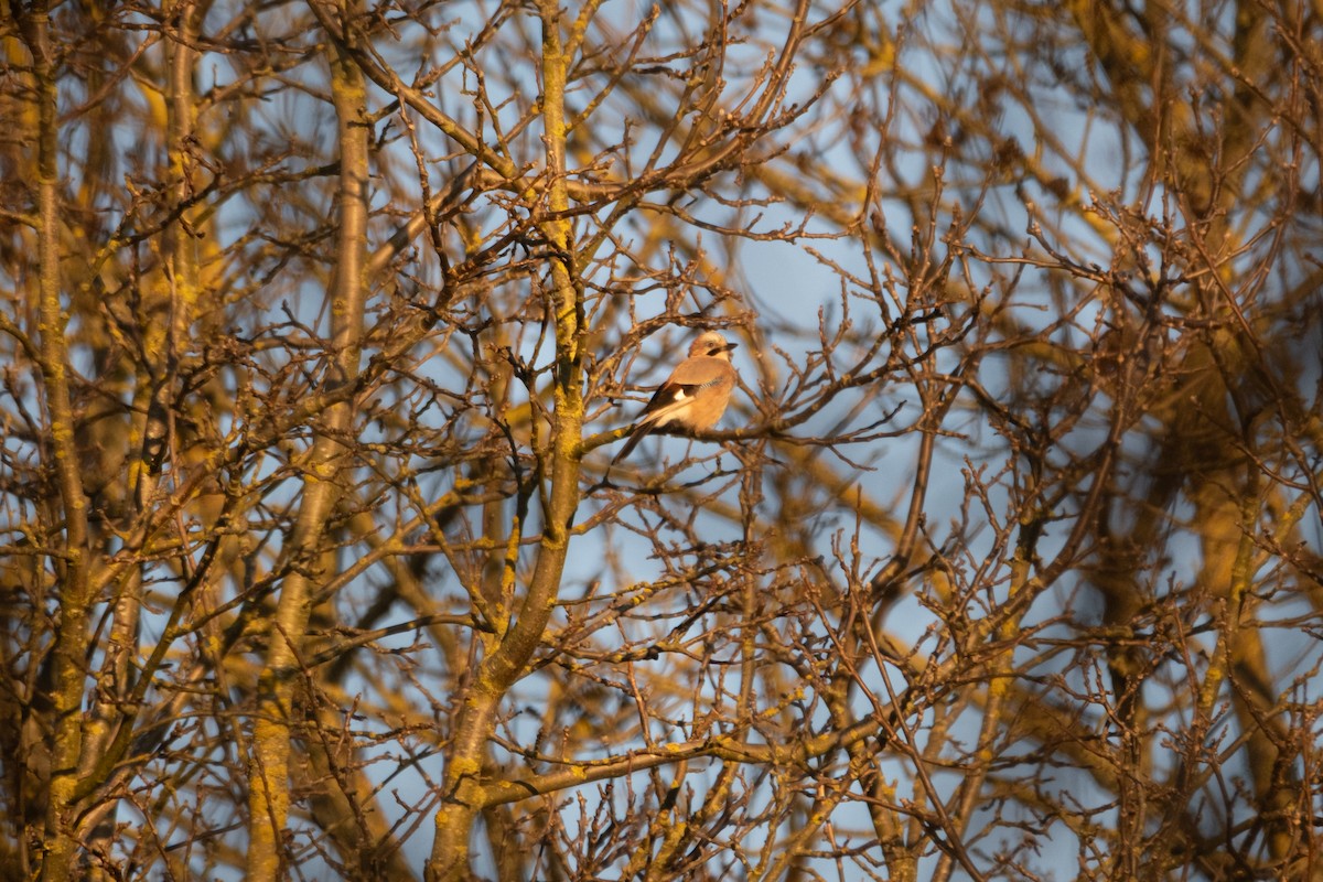 Eurasian Jay - ML631519326
