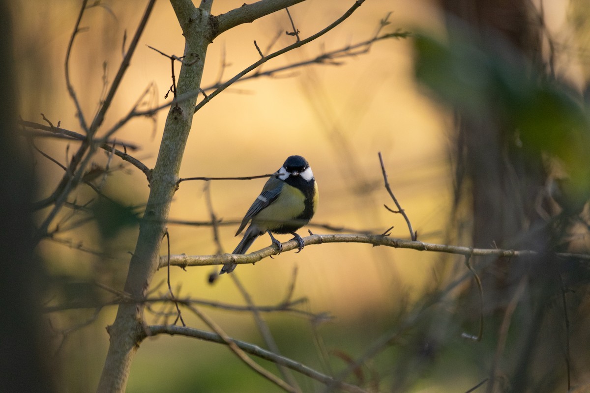 Great Tit - ML631519339