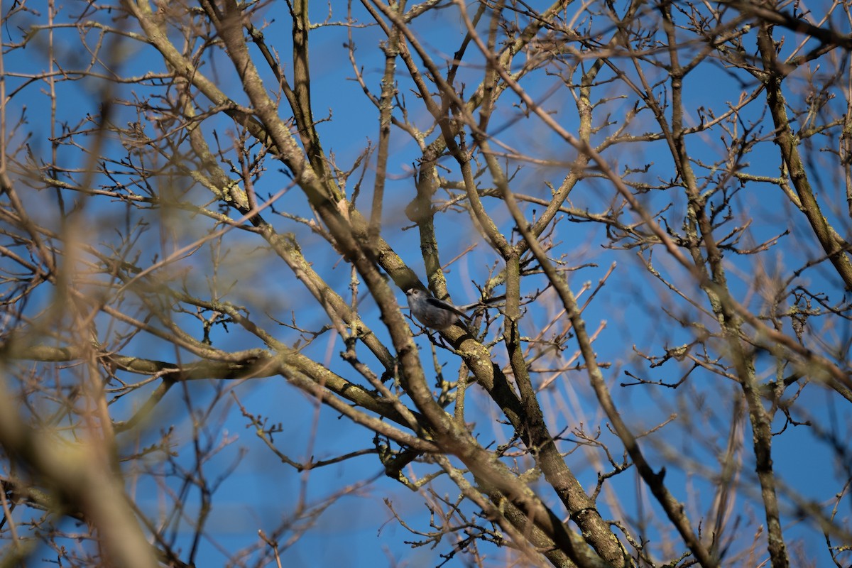 Long-tailed Tit - ML631519356