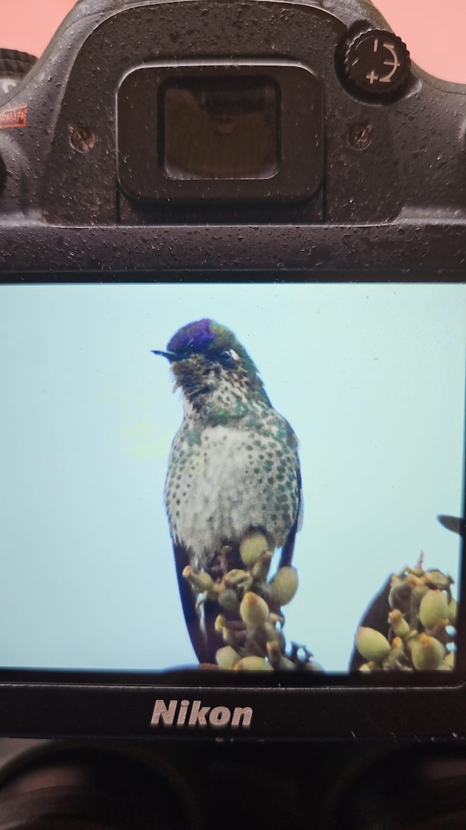 Purple-backed Thornbill - ML631519362
