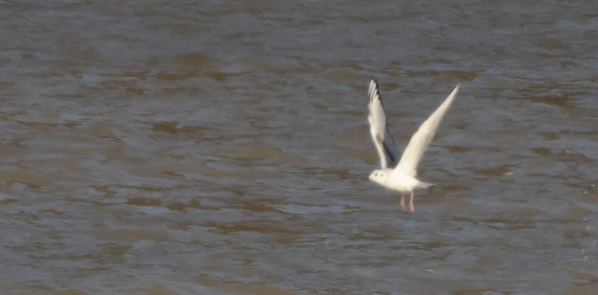 Bonaparte's Gull - ML631519681