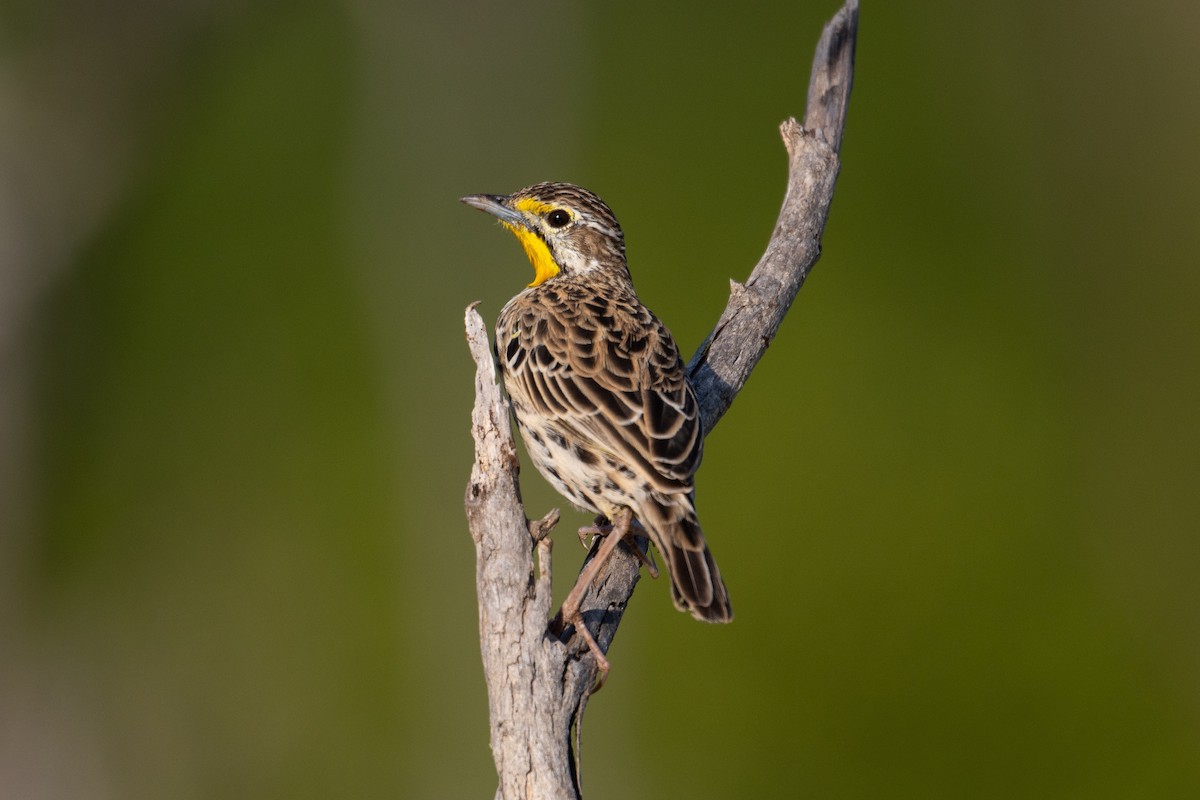 Pangani Longclaw - ML631519841
