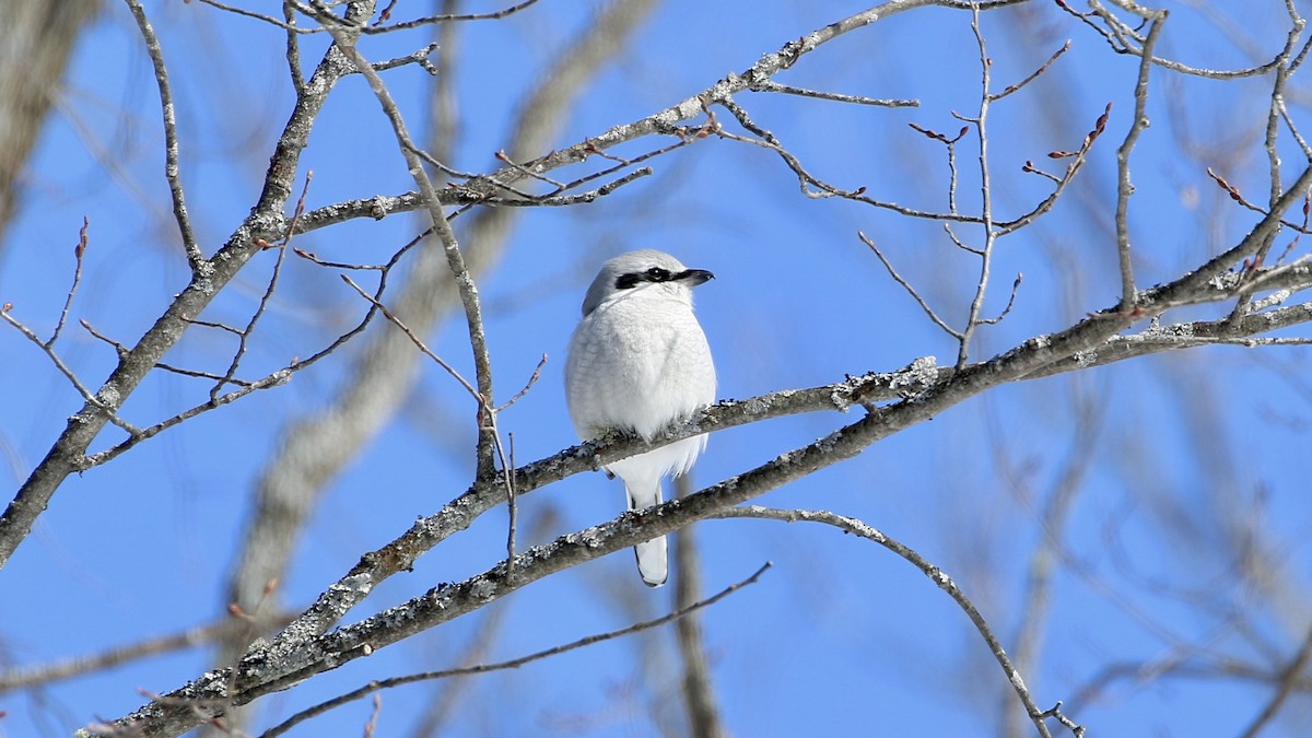 Умардын дунхай - ML631520887
