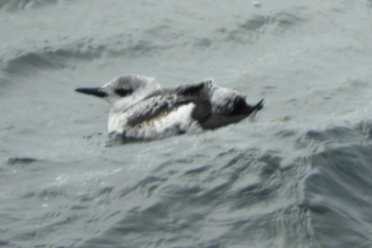 Black Guillemot - ML631521017