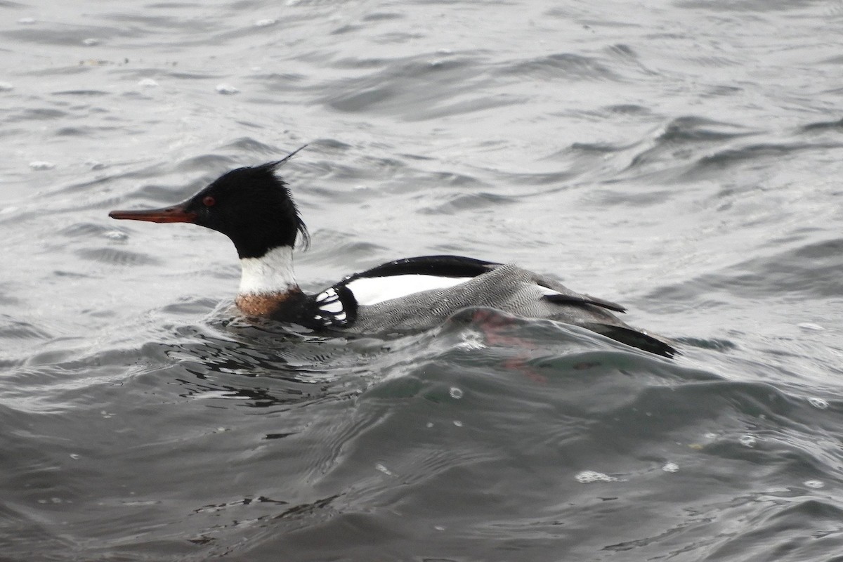 Red-breasted Merganser - ML631521041