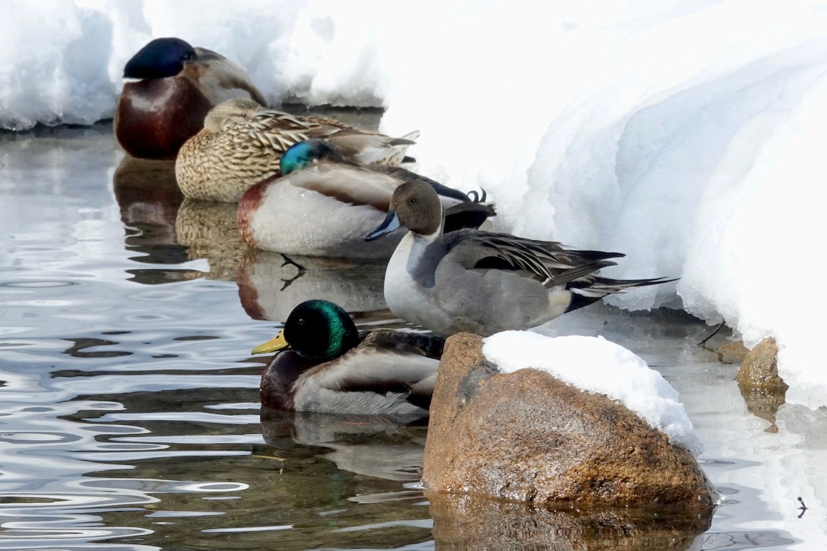 Northern Pintail - ML631521136