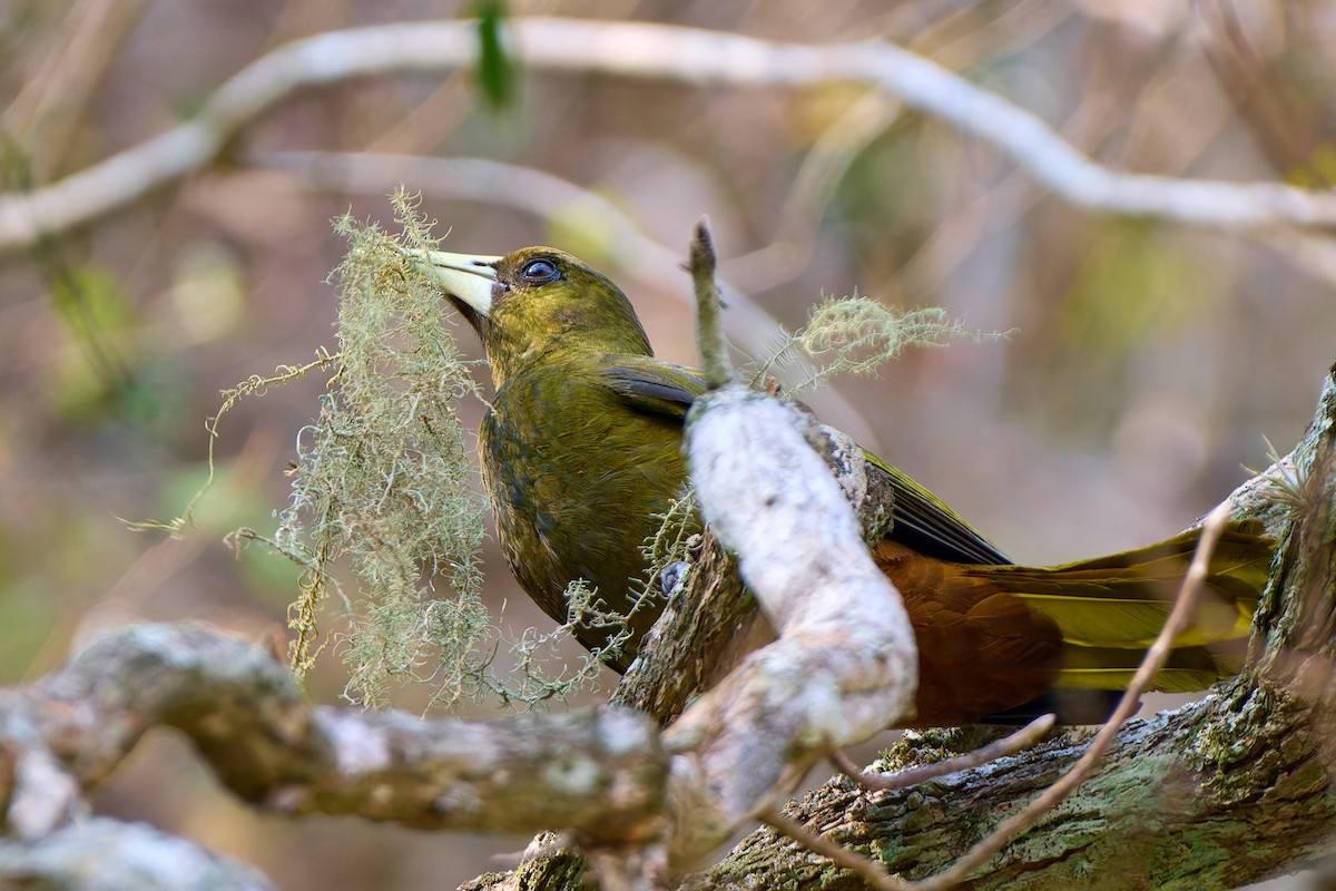 Dusky-green Oropendola - ML631521226
