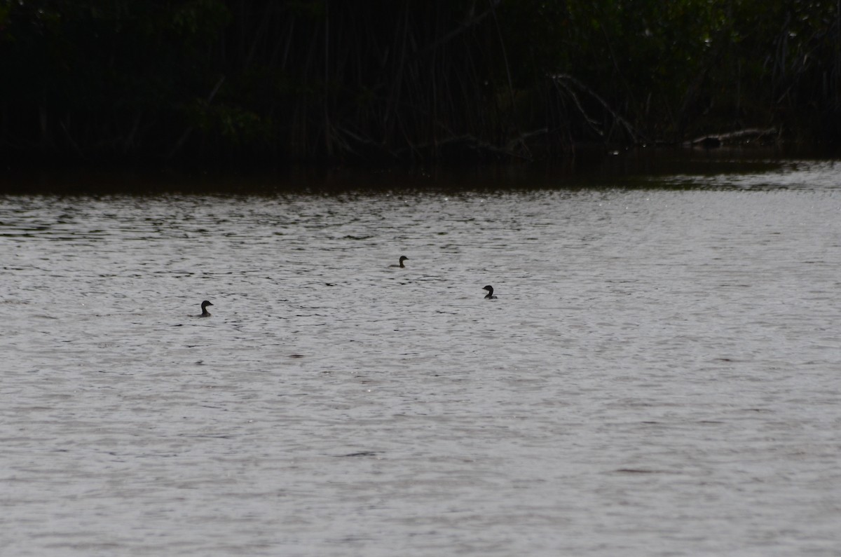 Pied-billed Grebe - ML631521264