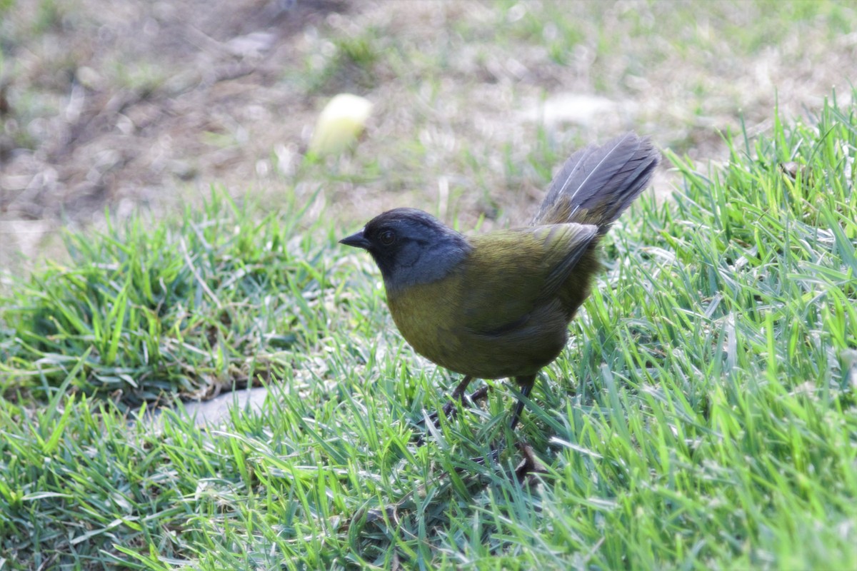 Large-footed Finch - ML631521292