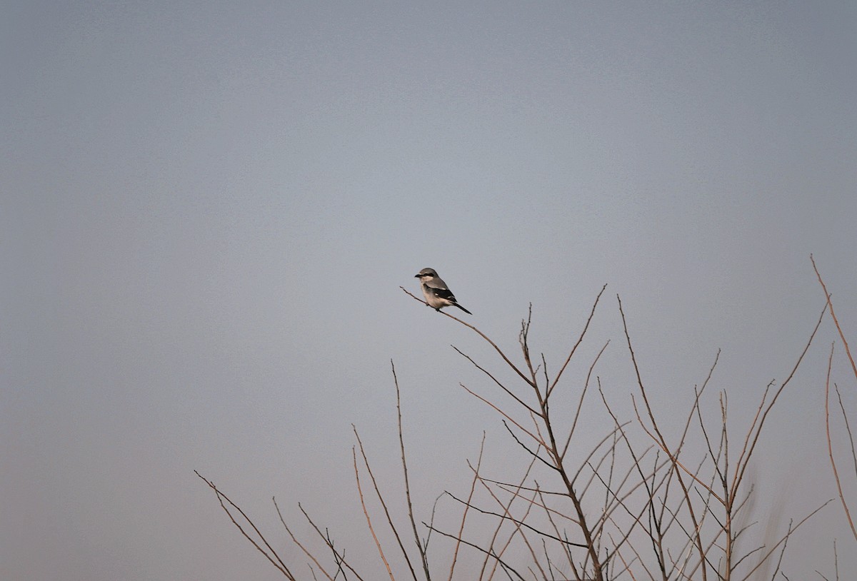 Pie-grièche migratrice - ML631521401