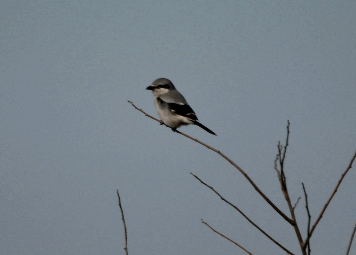 Pie-grièche migratrice - ML631521405