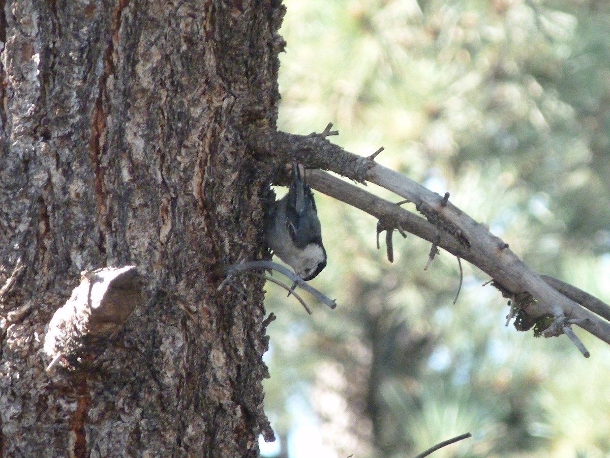 White-breasted Nuthatch - ML63152141