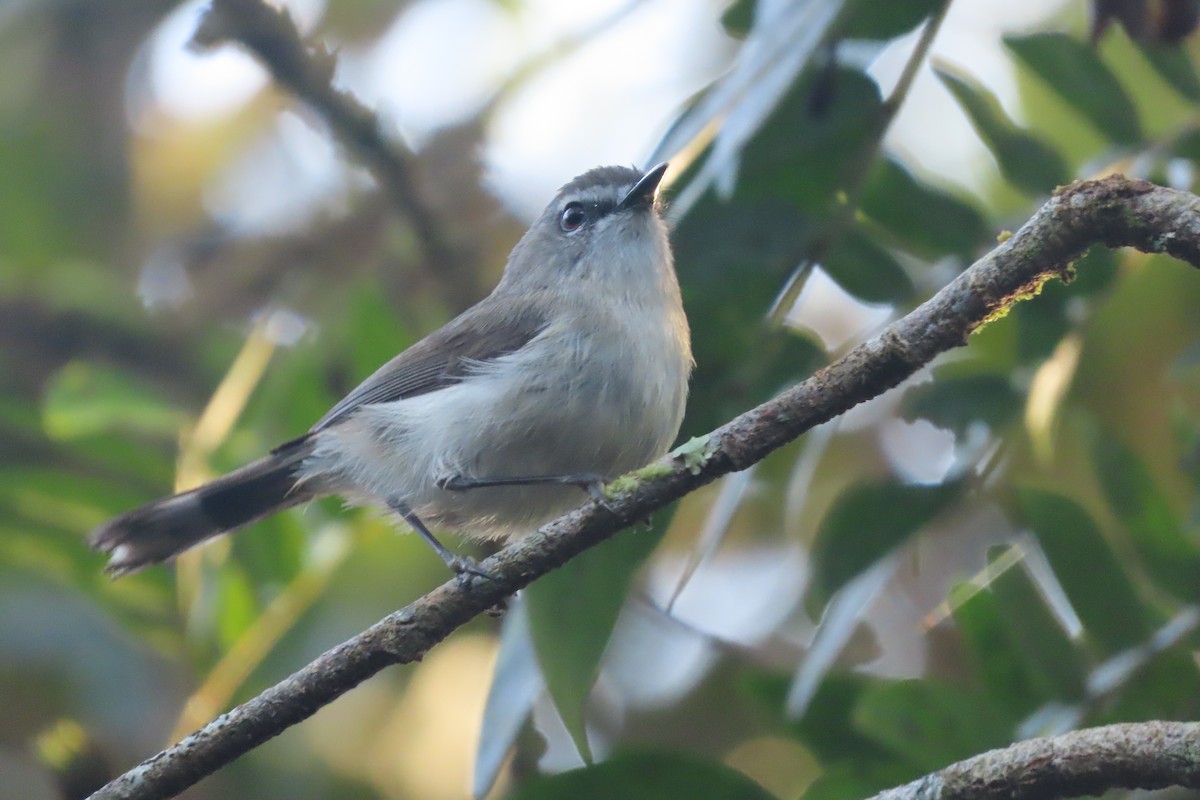 Brown Gerygone - ML631521539