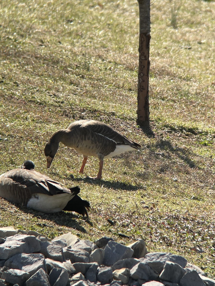 Greater White-fronted Goose - ML631521609