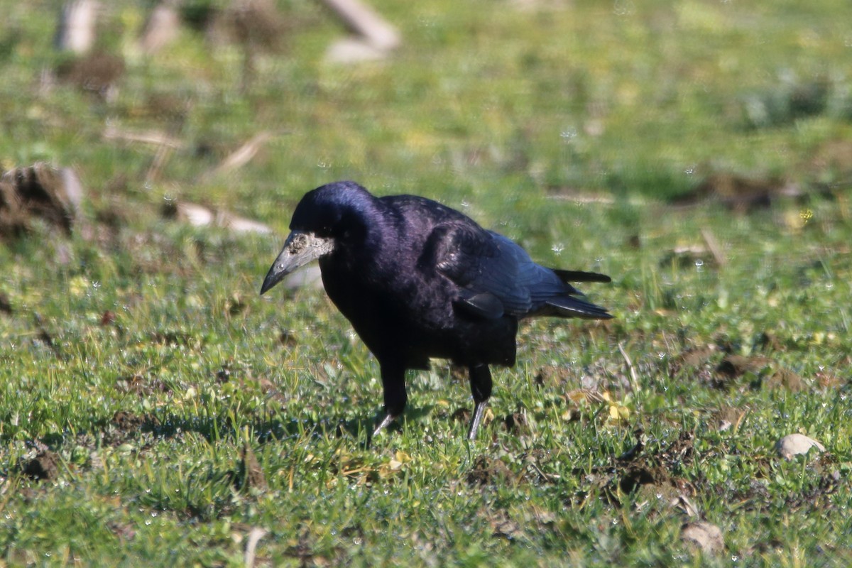 Rook - ML631521743