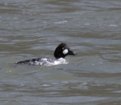 Common Goldeneye - ML631521790