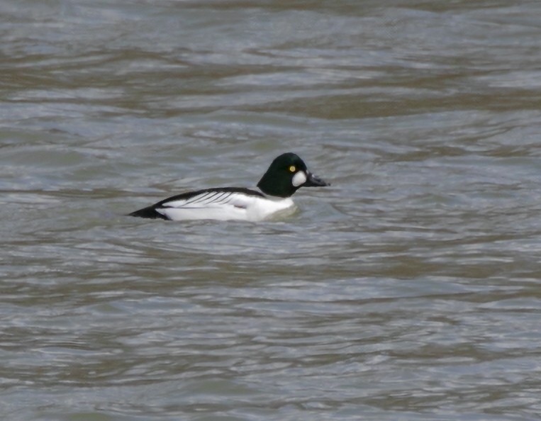 Common Goldeneye - ML631521791