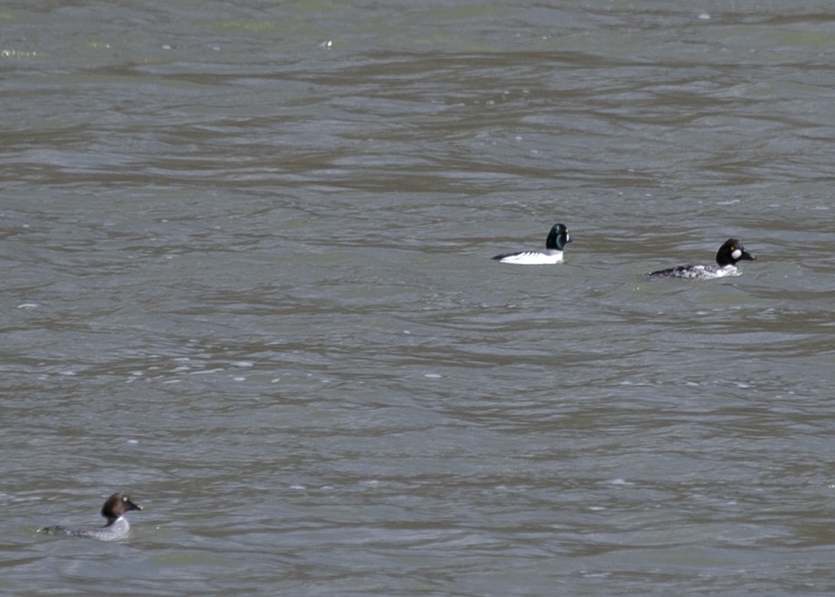 Common Goldeneye - ML631521792