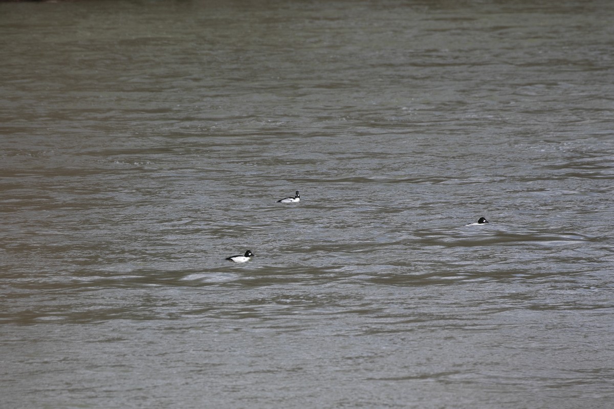 Common Goldeneye - ML631521794