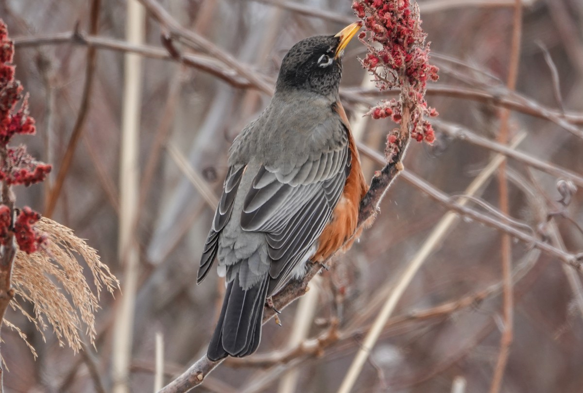 American Robin - Gale VerHague