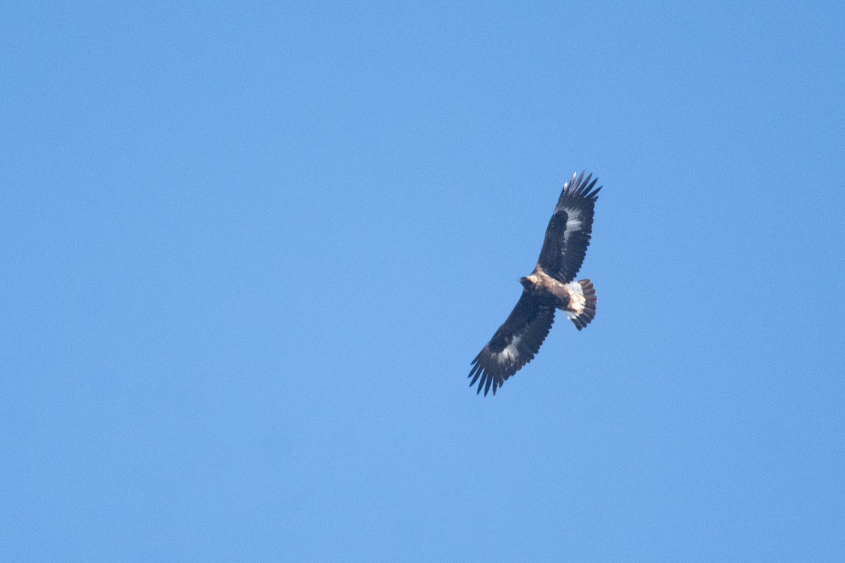 Golden Eagle - ML631522067