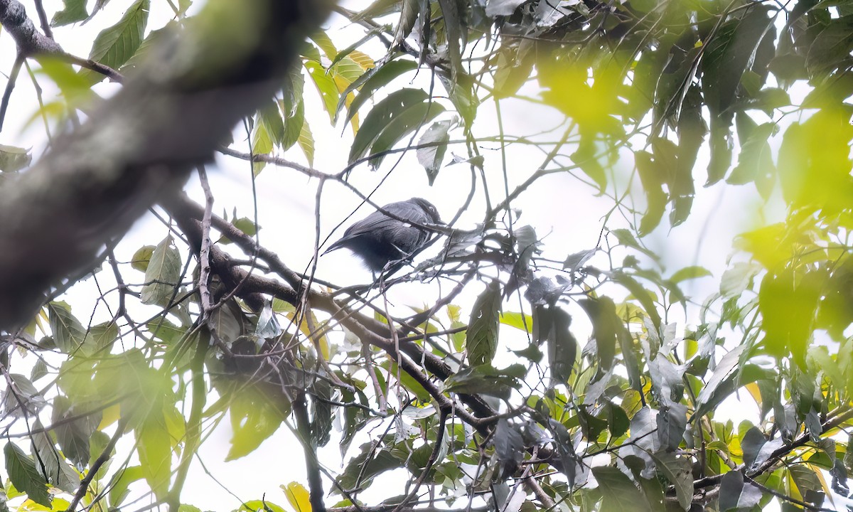 Sharpe's Drongo (Eastern) - ML631522164