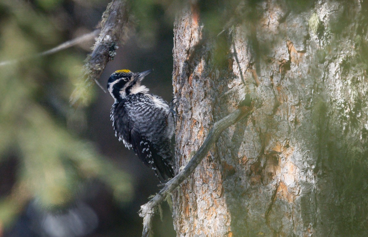 Eurasian Three-toed Woodpecker - ML631522183