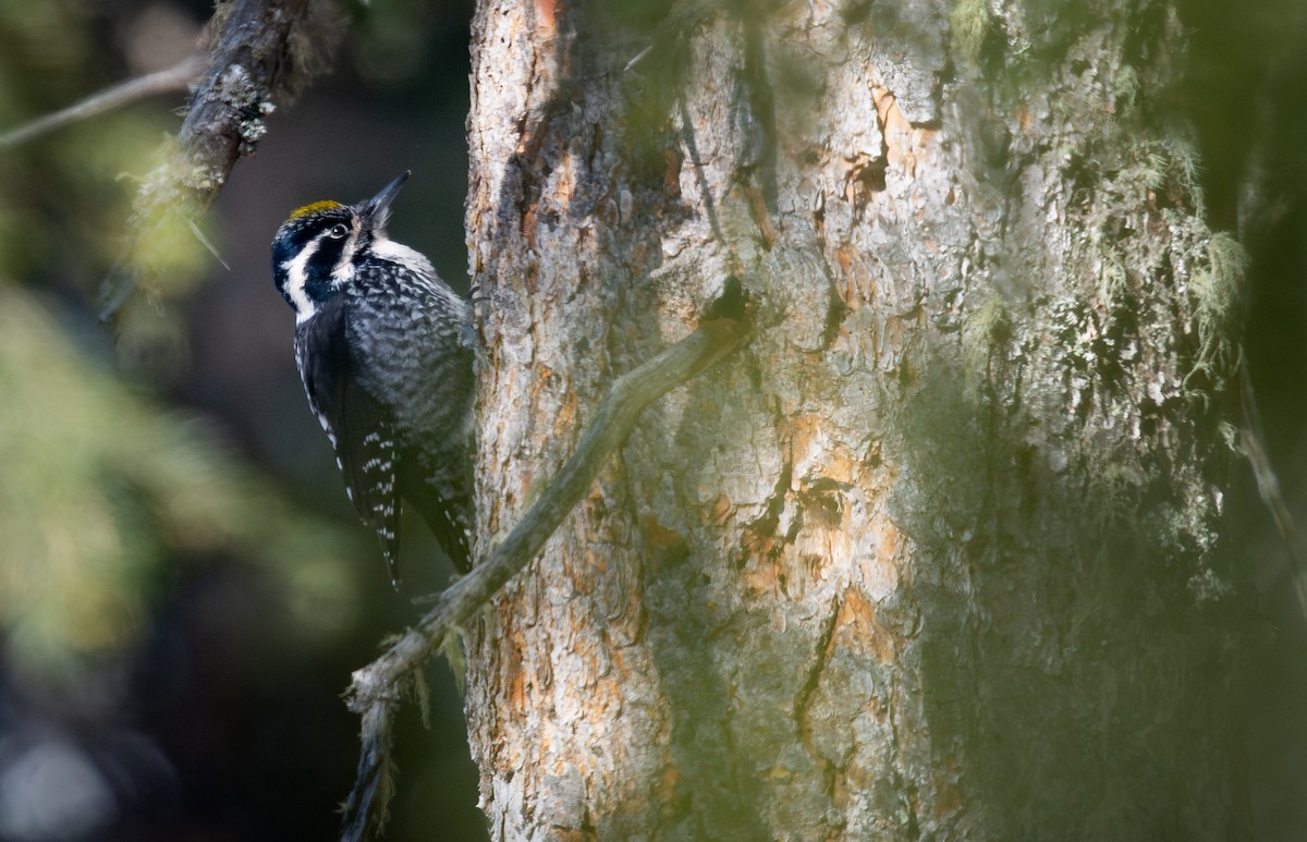 Eurasian Three-toed Woodpecker - ML631522193