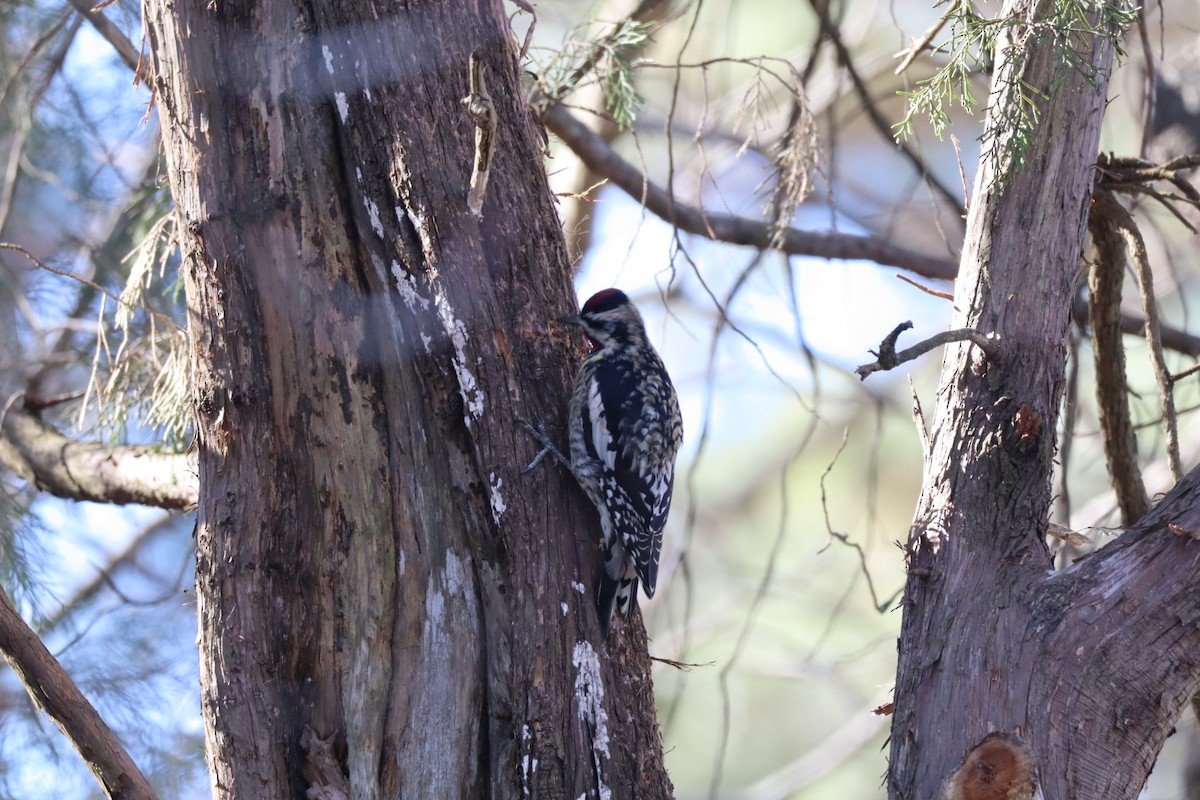 Yellow-bellied Sapsucker - ML631522197