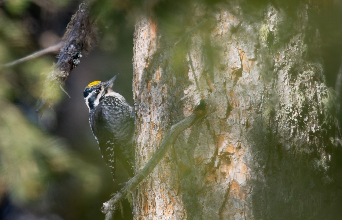 Eurasian Three-toed Woodpecker - ML631522209