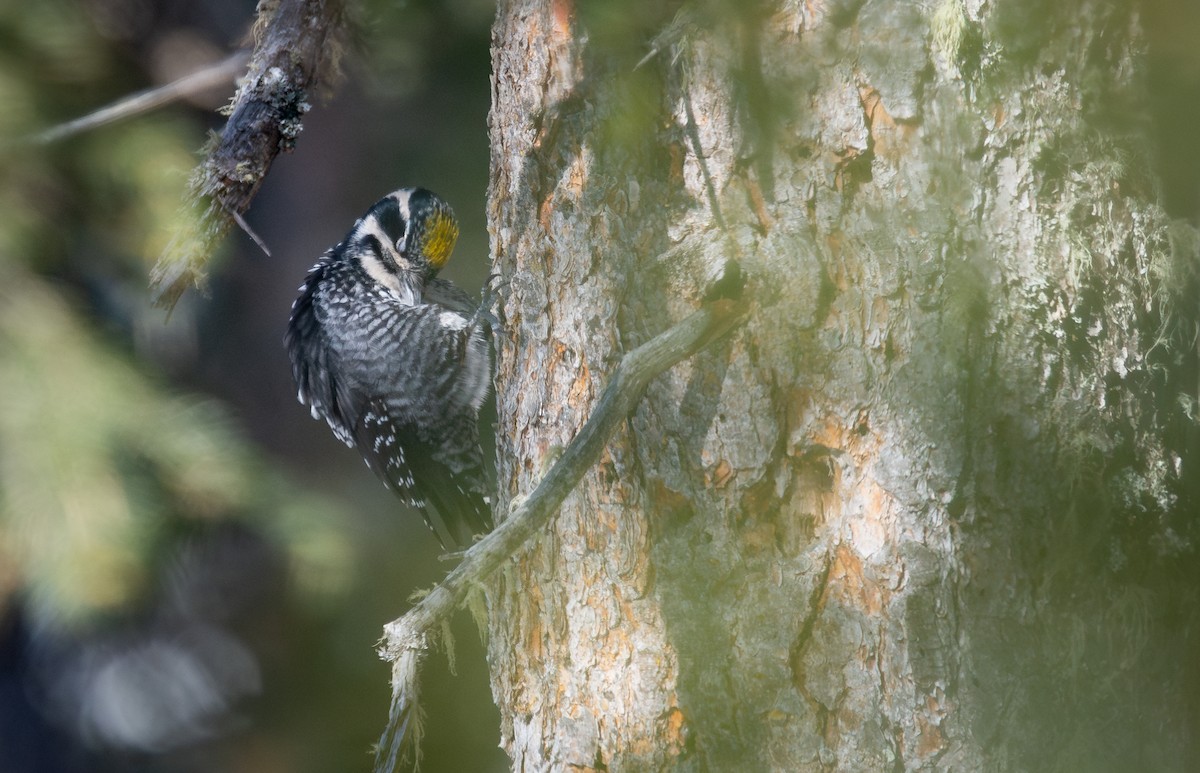 Eurasian Three-toed Woodpecker - ML631522210