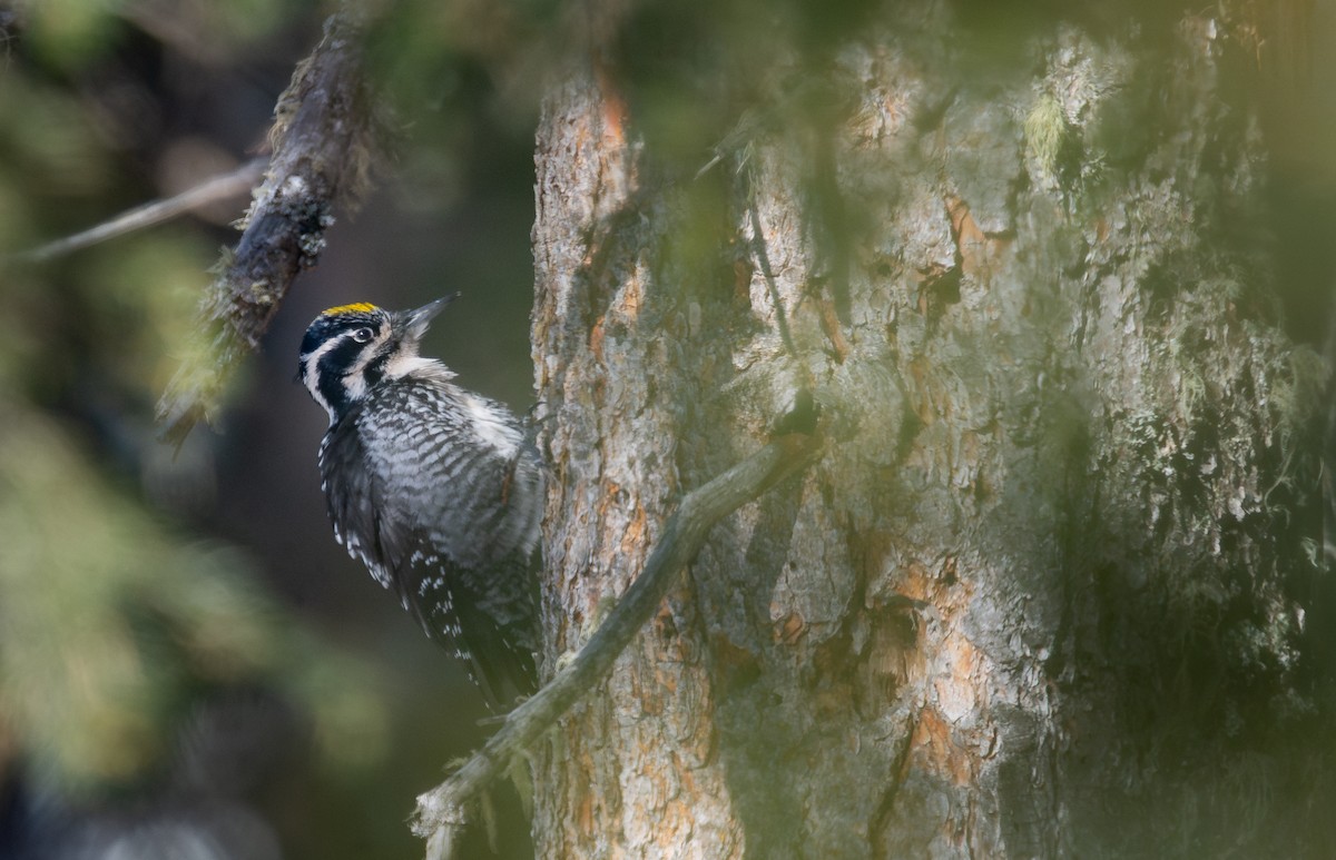 Eurasian Three-toed Woodpecker - ML631522211