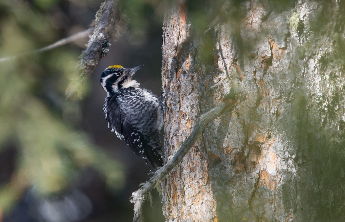Eurasian Three-toed Woodpecker - ML631522212