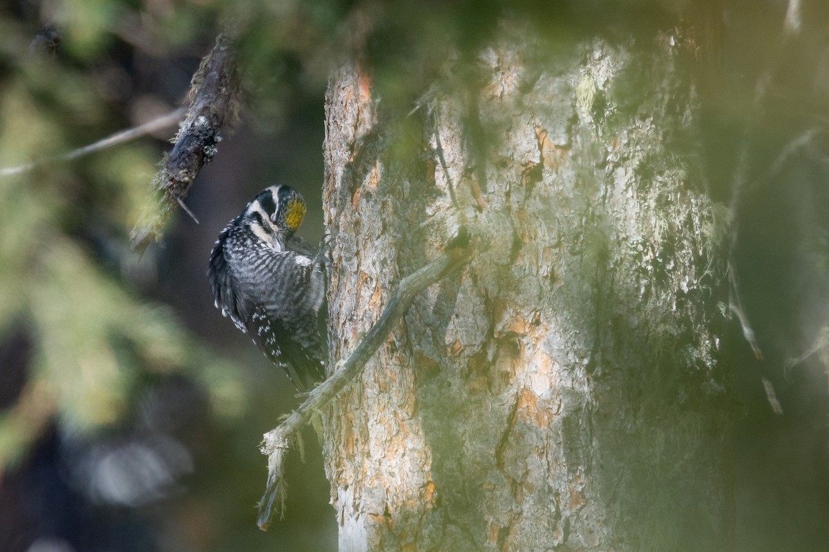 Eurasian Three-toed Woodpecker - ML631522213