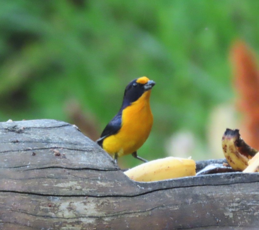 Violaceous Euphonia - ML631522235