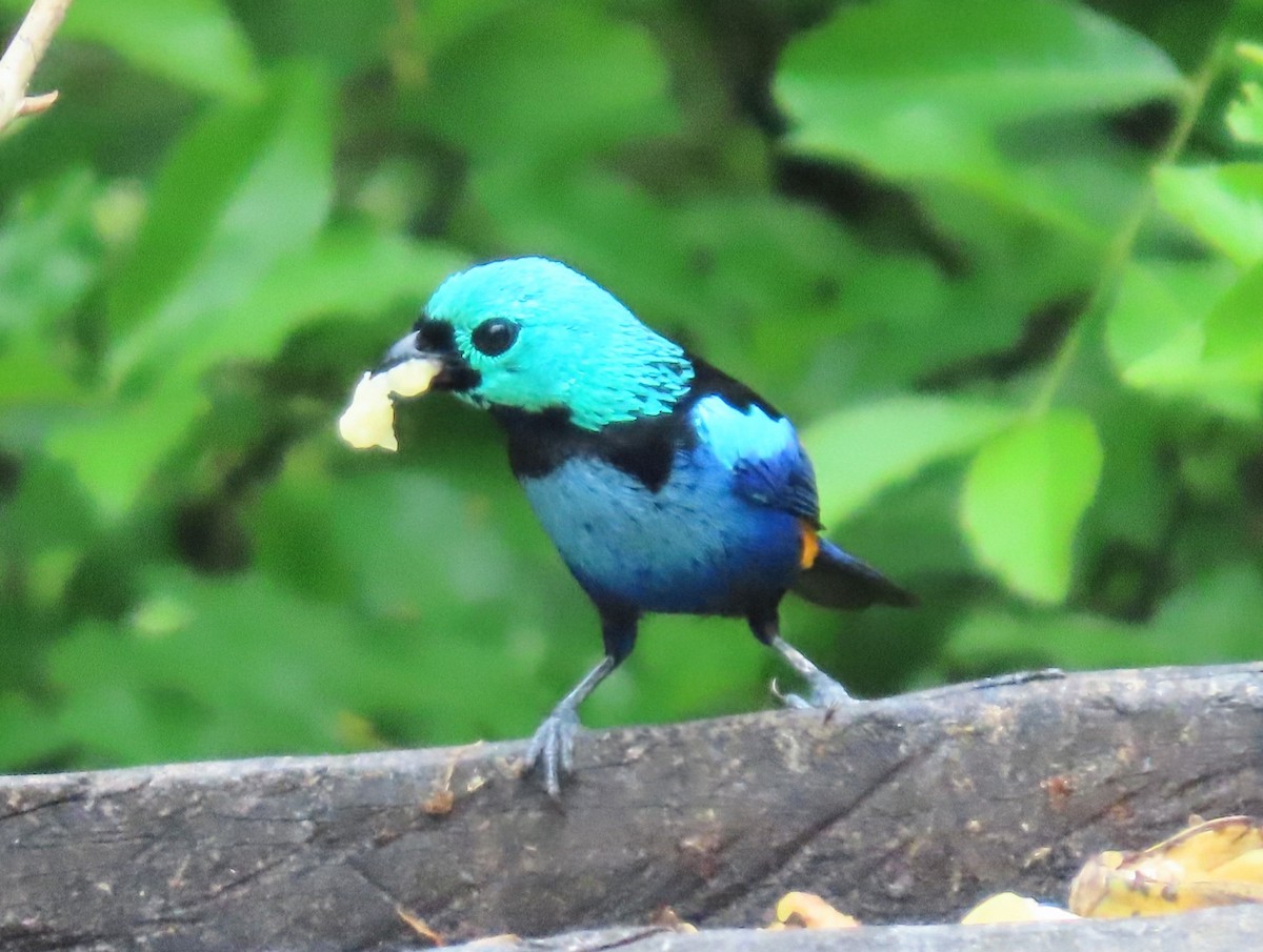 Seven-colored Tanager - ML631522259