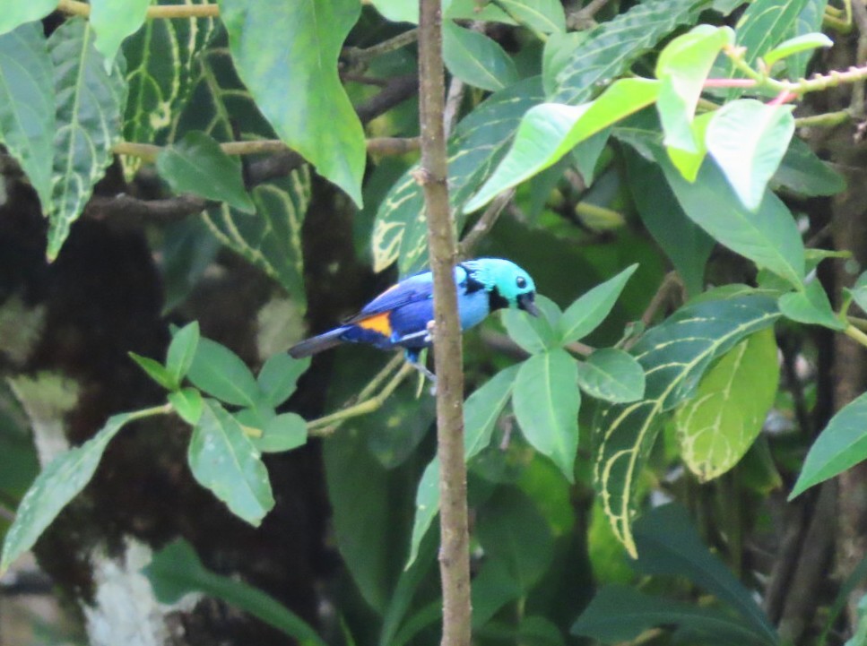 Seven-colored Tanager - ML631522260