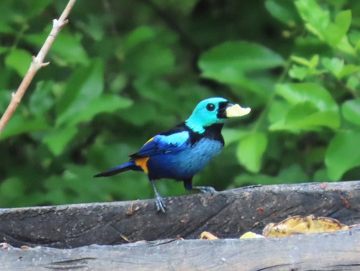 Seven-colored Tanager - ML631522261